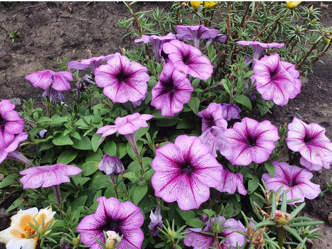 Вот такая у мамы петуния была прошлым летом