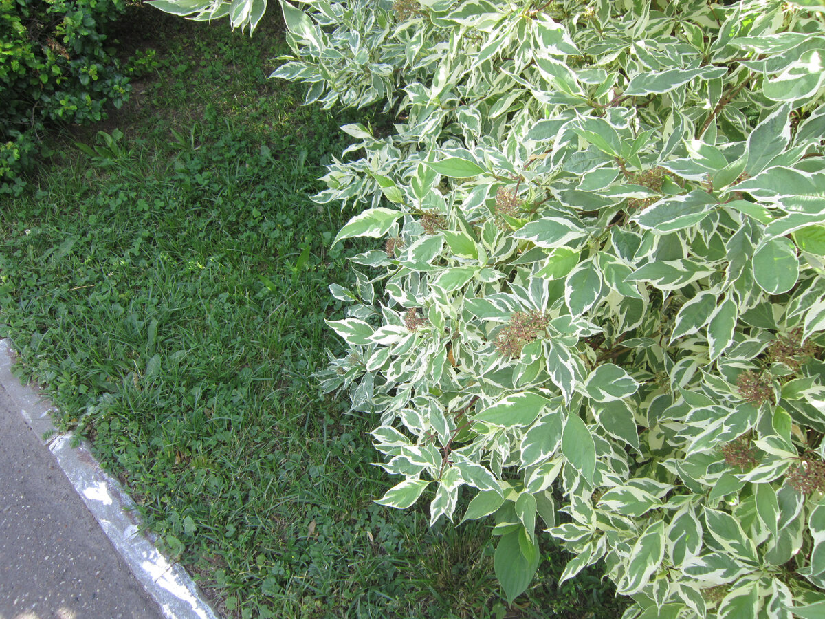 Примеры украденных растений. Дёрен белый (не наш, в парке). Листайте