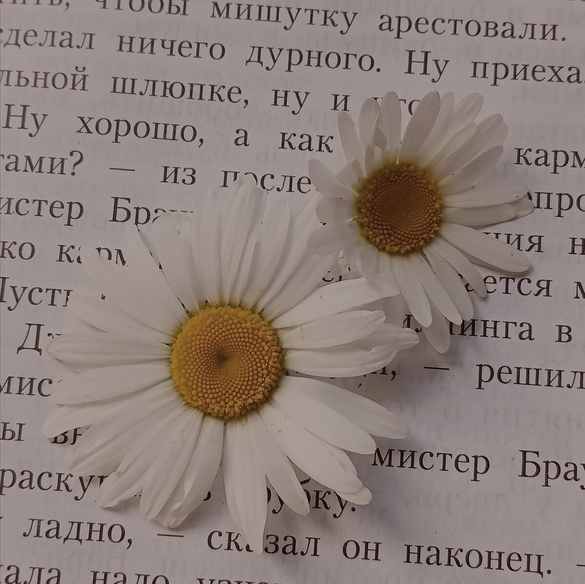 Всем привет! Пост будет про очень интересную и популярную тему, а именно – летняя литература. Я поделюсь своим мнением.Это довольно больная тема для школьников, потому что никто не понимает, зачем её читать. И собственно её не читают. Я объясню зачем. Большинство произведений, которые входят в список, также входят и в школьную программу. Читая их вы заранее, можете   познакомиться с героями и сюжетом, а уже в школе вам объяснят смысл произведения, о чем оно говорит. Также заранее будите знать о чём идёт речь. Многие взрослые говорят «Лето нужно, чтобы отдыхать, а не читать». Я с этим немного не согласна, потому что к примеру ребёнок не все время гуляет и большую часть лета мы бездельничаем. А безделье – это плохо. Поэтому можно взять книгу и начать читать. Не обязательно за один раз прочитать книгу, можно растягивать, читая по несколько страничек в день. По поводу читательского дневника. Я его заполняю, но думаю, что это не обязательно. В будущем вам это может принести дополнительную оценку или заглянув туда, сможете вспомнить сюжет и последовательность действий в произведение. Безусловно это полезная штука, но есть плюсы и минусы. + после прочтения вы заполняете дневник и у вас лучше запоминается сюжет. Ещё на дополнительных ресурсах можете посмотреть, как заполнять и тем самым узнать, что возможно вы упустили.  – это занимает много времени и сил. Обычно в летнию литературу входит классика и зная это, зачастую, многие не хотят читать. Не стоит этого пугаться, потому что среди неё есть много интересных и красивых произведений, которые вам могут понравиться. Вот мой том летний литературы, которая мне понравилась: 🌿 Барышня - крестьянка. А.С. Пушкин🌿Маленький принцесс. А. де Сант-Экзюпери Это была первая часть данного поста, так как советы не поместились, они будут в следующей. Надеюсь вам было интересно послушать мои рассуждения. Всем приятного чтения. Пока 👋