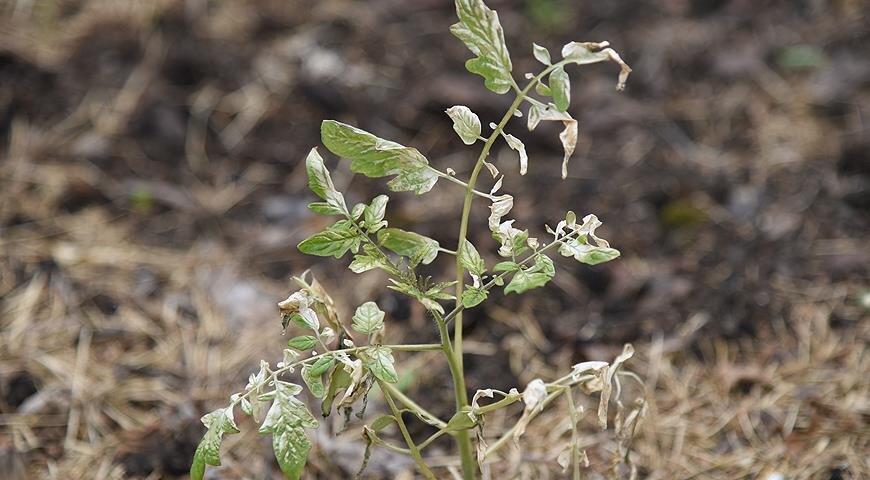 Томат на улице после заморозков. Такой спасти уже не получится.
