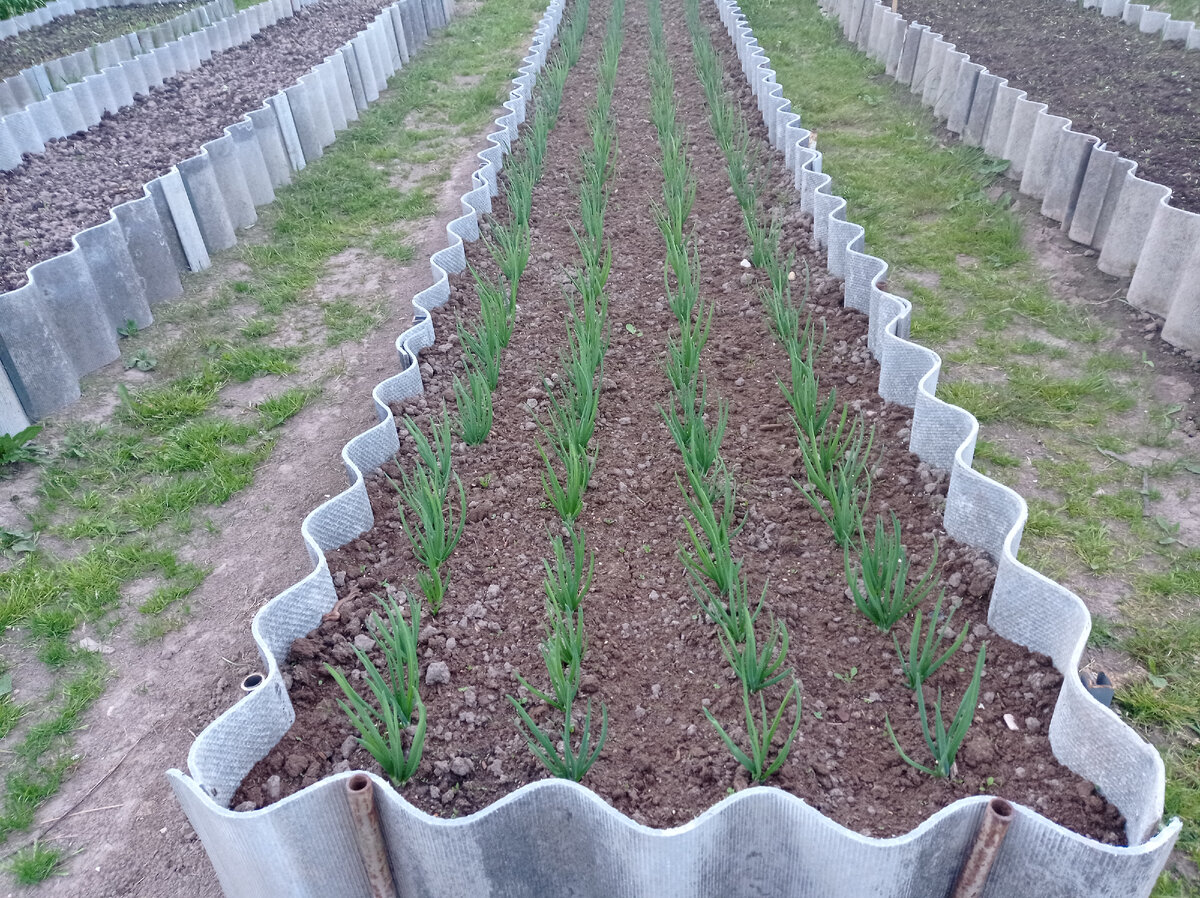 Это лук семейный в начале июня. Листайте галерею