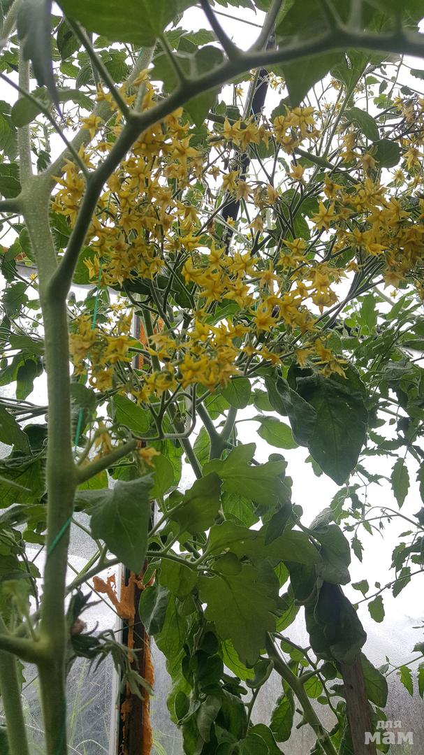 Так цветет томат Поцелуй Герани.