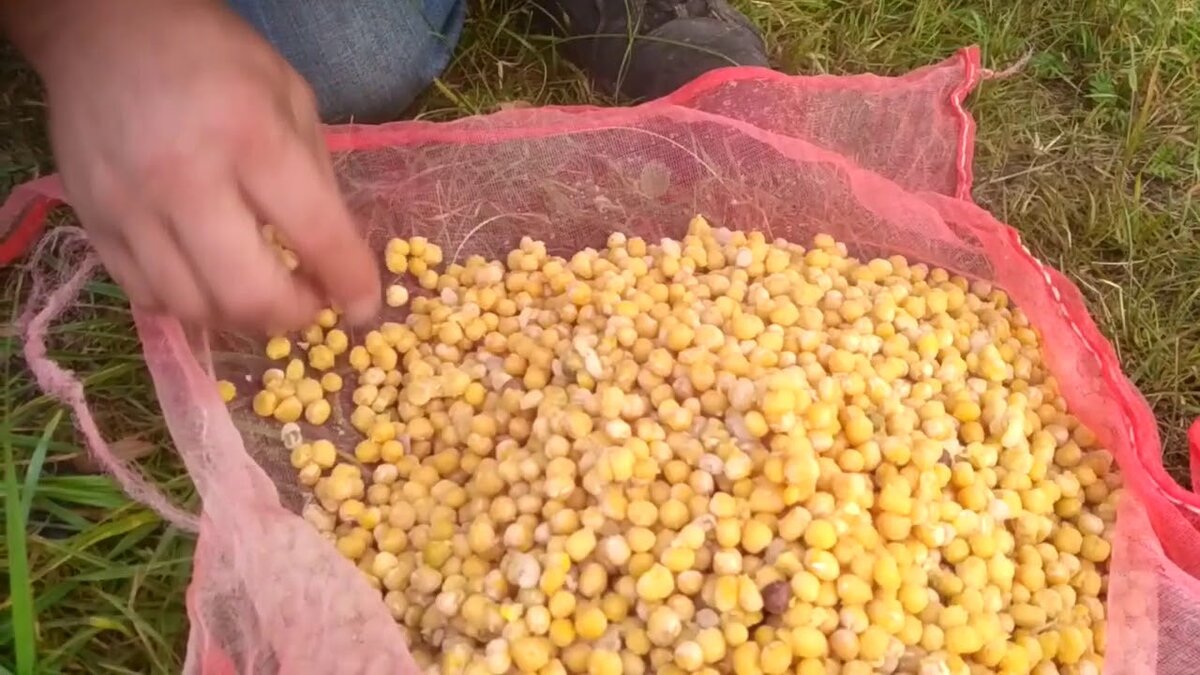 Фото с сайта: https://i.ytimg.com/vi/PZeDdTcyt-w/maxresdefault.jpg