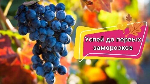 Виноград на лозе среди осенних листьев | Премиум Фото