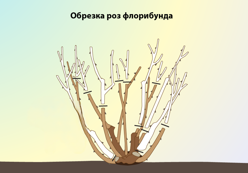 Уход за Розами от Садового центра Green Space 
