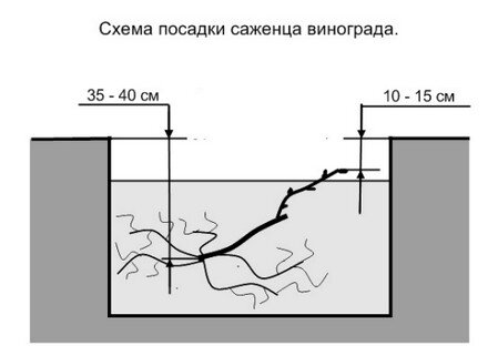 Подготовка к посадке винограда