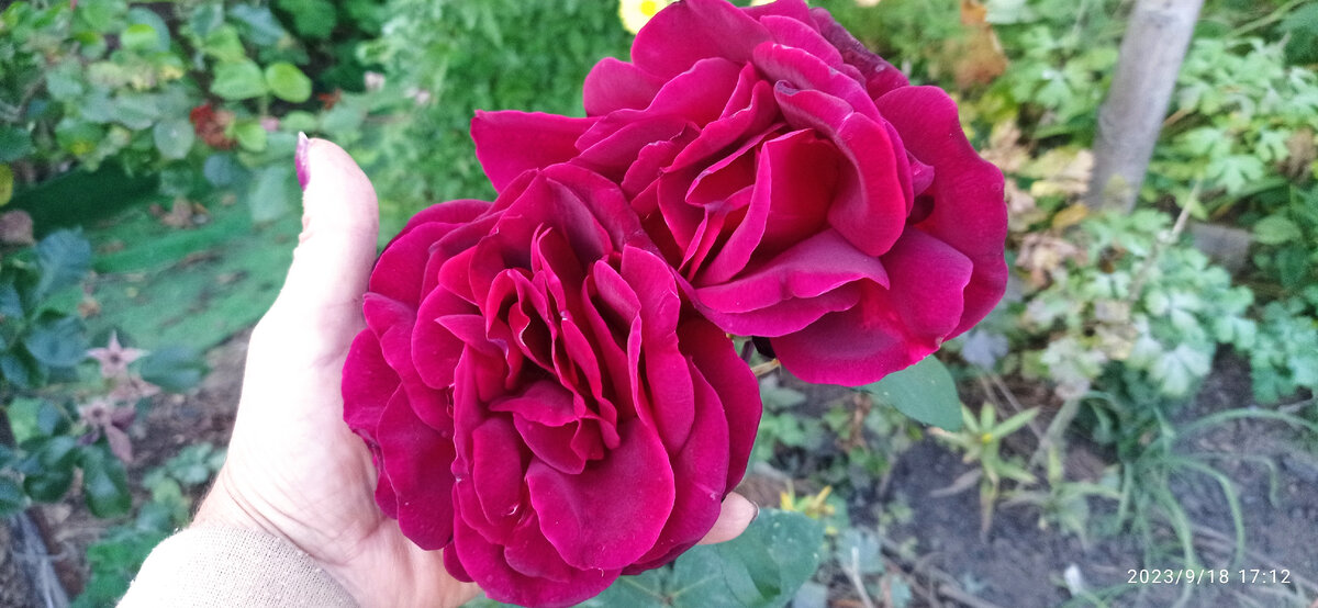 Мои розы выбрало время