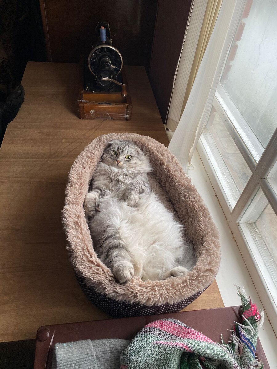 Фото кота сестры Рекс 