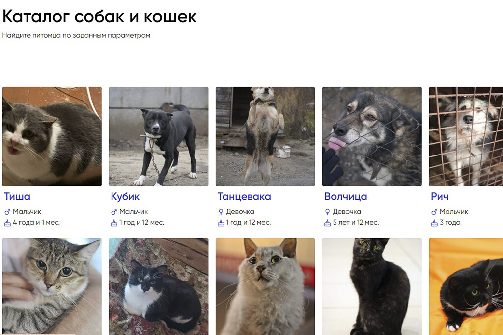    Его созданием займутся зоозащитники из Череповца. Информацию добавят на сайт "Хочу домой 35"