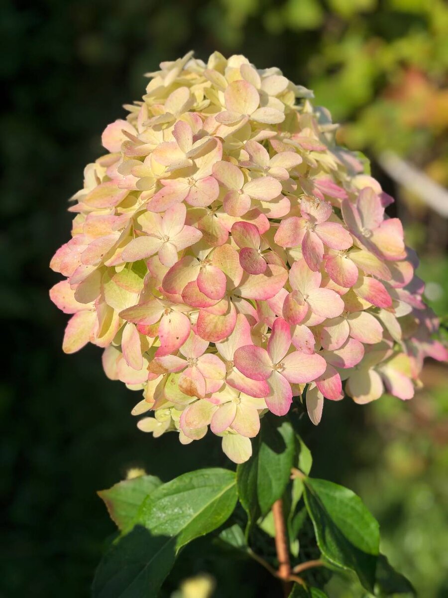 Для хорошей зимовки любых многолетних растений необходима осенняя подкормка