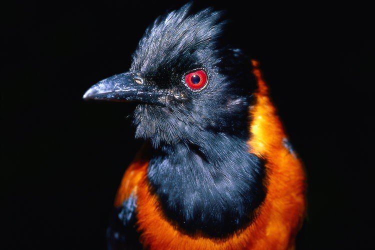 Интересные факты о птицах. Секреты пернатого мира | Просто блог | Дзен