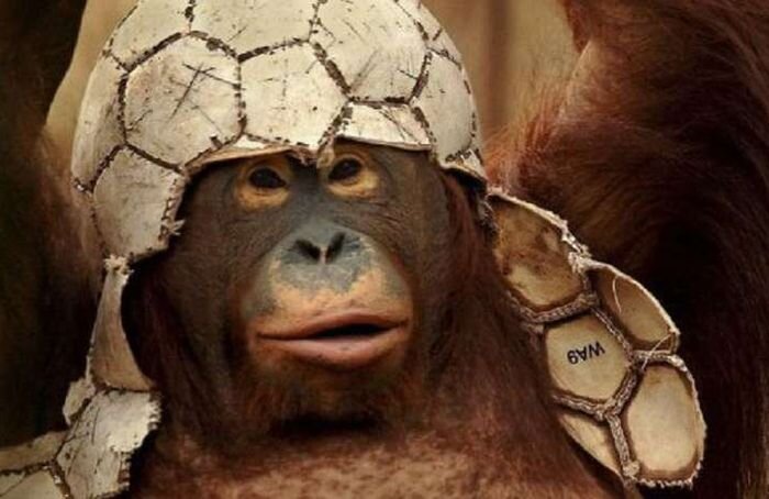 Легенду о стоящей на воротах непробиваемой горилле и нашем футболисте убившем ее одним ударом мяча многие слышали еще в детстве. Звучала она примерно так: Некоторые футболисты обязаны носить на ноге черную повязку. Это повязка означает, что бить этой ногой запрещено, если он ударит этой ногой по мячу, то может убить каждого в кого попадет этот мяч. Таких футболистов в мире немного и в нашей сборной есть такой игрок его зовут ... ( по разному, но чаще всего Виктор Понедельник, Михаил Бутусов или Лев Яшин). Только его выпускают на поле не часто. Один раз наша команда поехала играть в Африку. И там одна команда выставила против них в качестве вратаря не человека, а огромную дрессированную гориллу. Она была такой большой, что закрывала почти все ворота, кроме того она так ловко прыгала и брала все мячи ,что никто не мог забить ей гол. Тогда наш тренер выпустил игрока с черной повязкой, тот у дарил по воротам и мяч убил гориллу, а наша команда после этого выиграла. 
