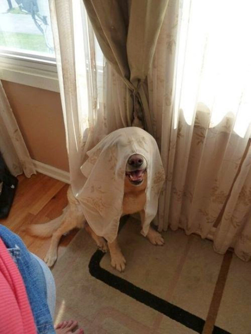 Почему собака прячется. Собака спряталась. Собака прячется. Собака за занавеской. Собака спряталась за шторой.