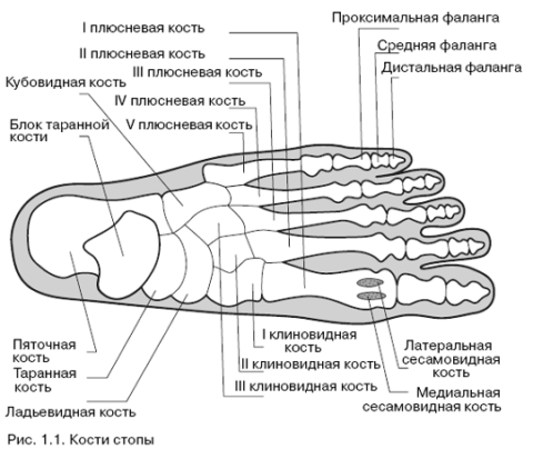  Анатомия стопы.