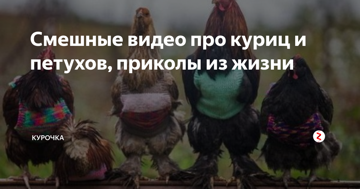Смешные видео про куриц и петухов, приколы из жизни | Курочка | Дзен