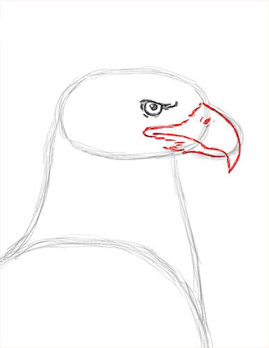 Орел птица рисунок - 66 фото