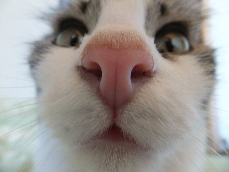 Носы котов. Кошачий нос. Кот вблизи. Котик носом в камеру.
