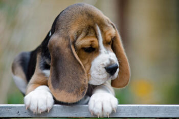 Одни потенциальные владельцы, даже не видя своего будущего питомца, уже знают, как его назовут. Другие, особенно те, кто впервые берет собаку, не могут сразу определиться с выбором клички. Так какое же имя выбрать для своего любимца?