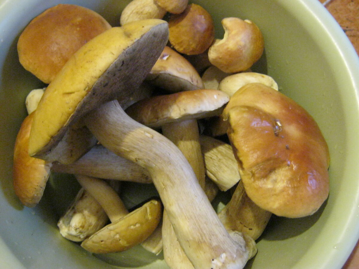 Можно есть грибы при похудении. Полезные грибы. Грибы можно есть. Шампиньоны при диете. Какие белые грибы можно есть.