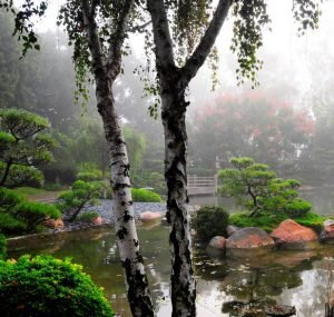 Известны такие влаголюбивые деревья и кустарники для дачи: