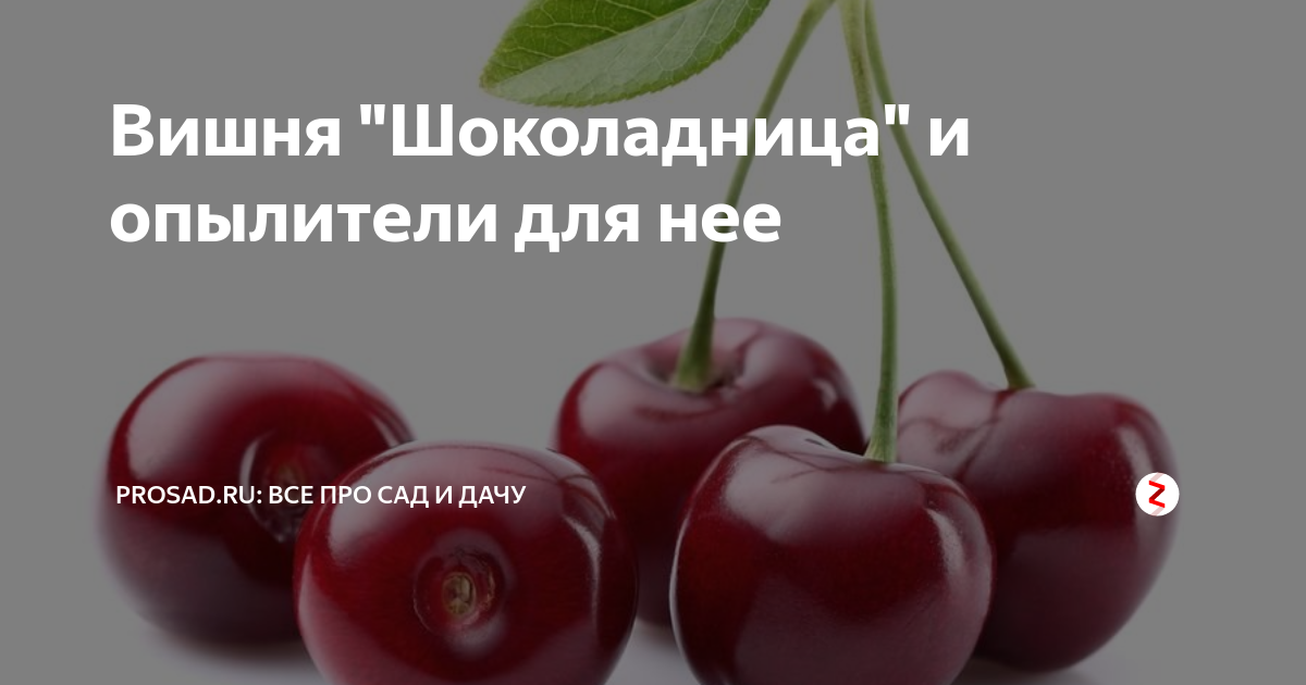 Вишня Щедрая ø9 h45 см в Набережных Челнах - купить по низкой цене в интернет-ма