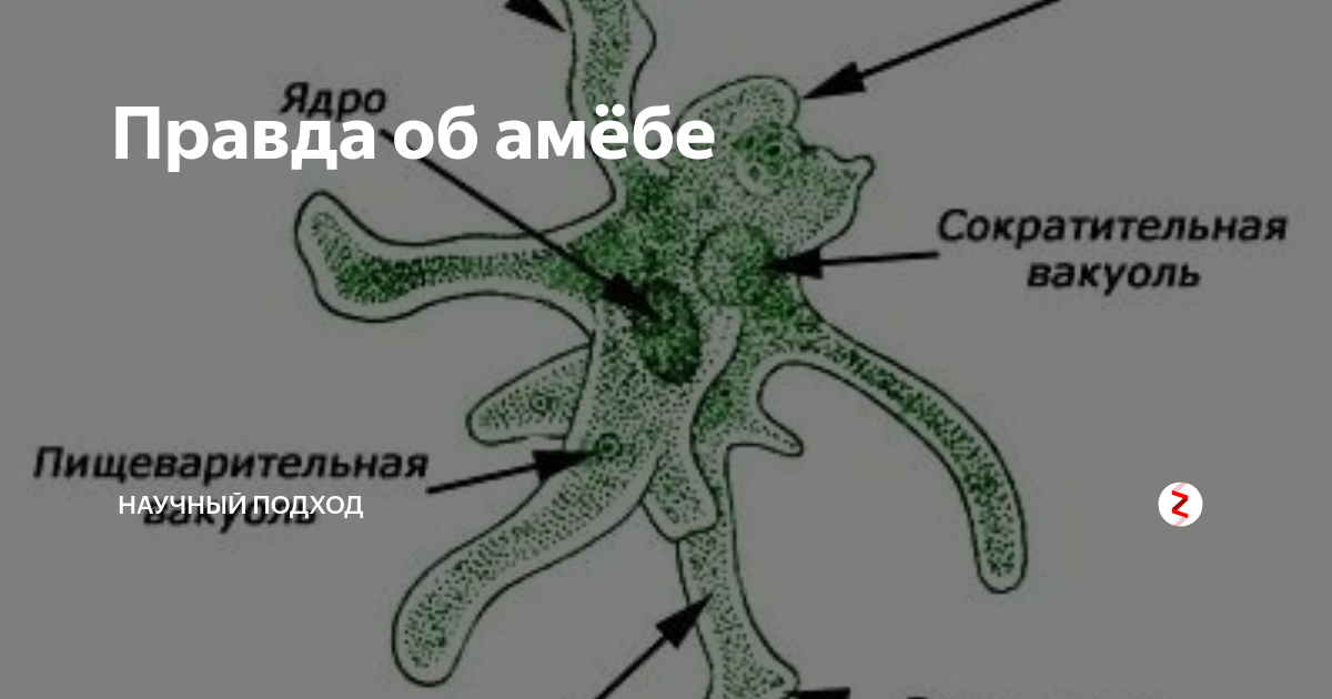 Амеба ротовая рисунок