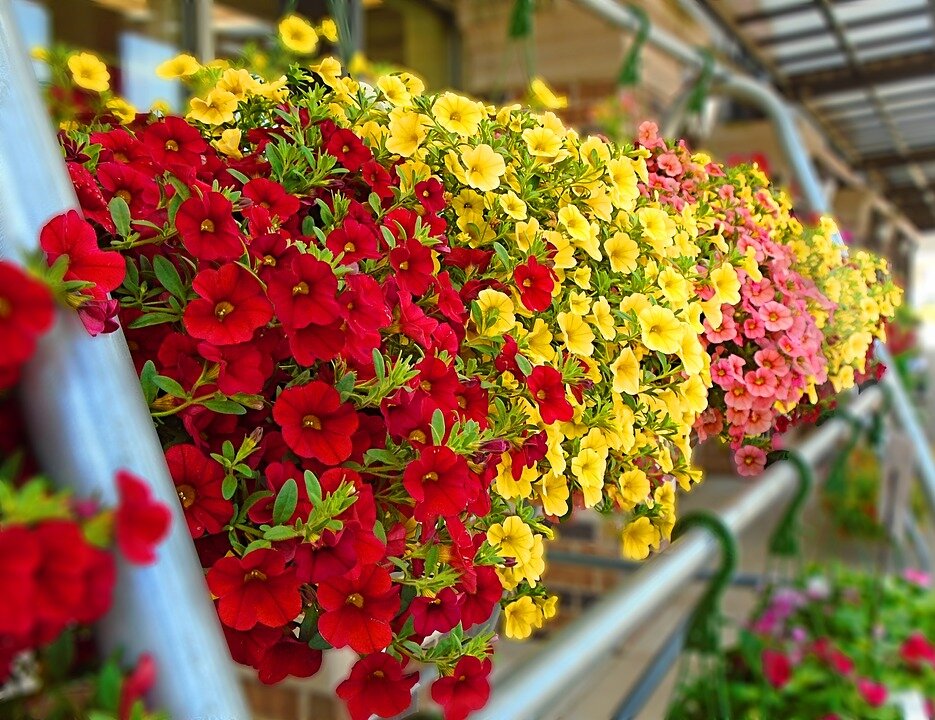 Ампельные цветы для балкона и сада: названия и фото