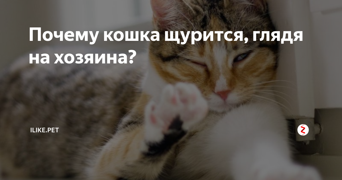 почему кошка постоянно смотрит в зеркало