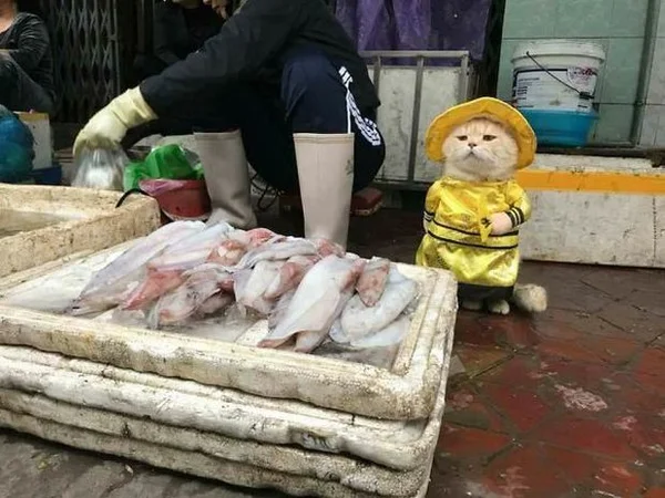  Один из уличных торговцев во Вьетнаме, далеко опережает своих конкурентов. Его мордашка настолько милая, что он продал бы даже песок в пустыне.  Знакомьтесь, это кот, которого зовут... Пёс.