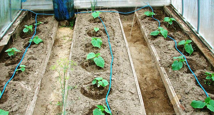 Капельный полив сбочки