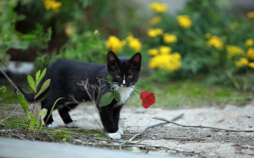 Кошка каждый