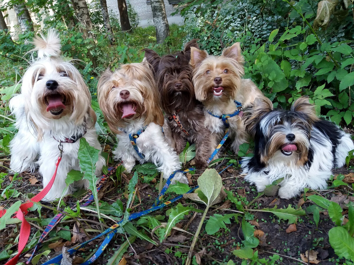 Йоркширские терьеры на прогулке