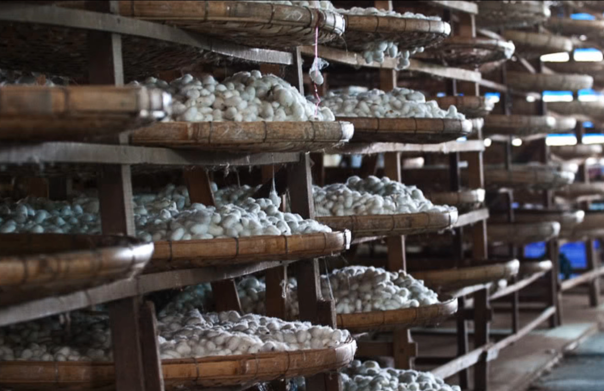 разведение тутового шелкопряда. разведение тутового шелкопряда в россии. разведение тутового шелкопряда. тутовый шелкопряд ферма. тутовый шелкопряд кокон производство шелка.