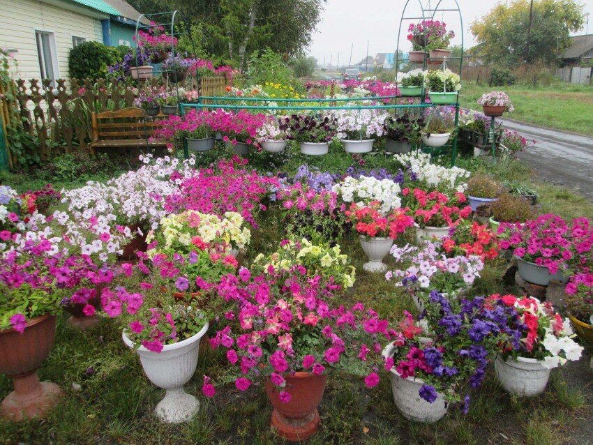 Маленький палисадник в большом городе. Флоксы, сорта, описание