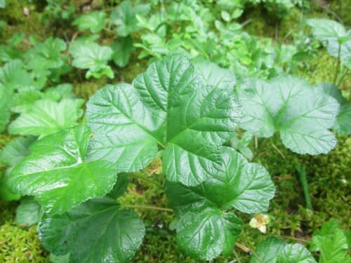 Листья морошки