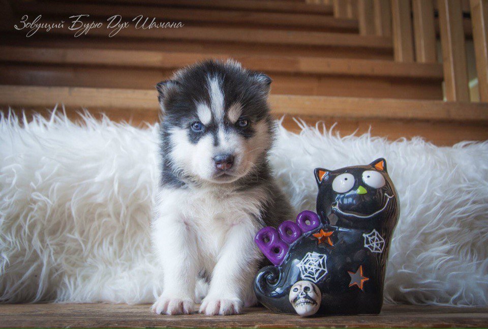 Шаману 35 дней на фото