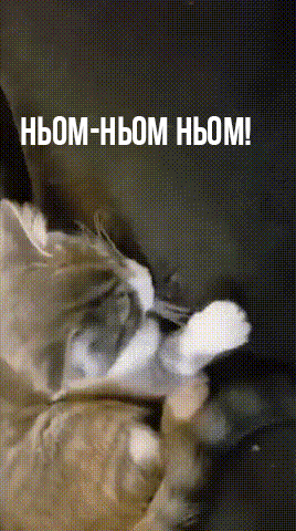 Gif из открытых источников с дополнением от автора (Мысли котика, а тут еще и песика)  