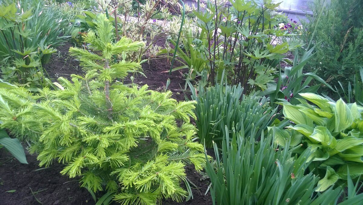 Молоденькая пихточка на мой даче.