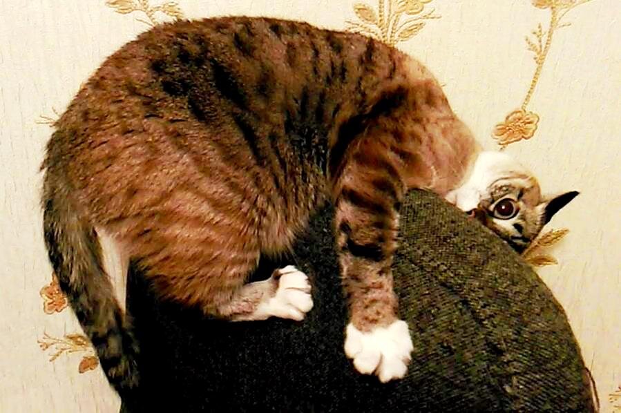 Белка проверяет устойчивость повозки