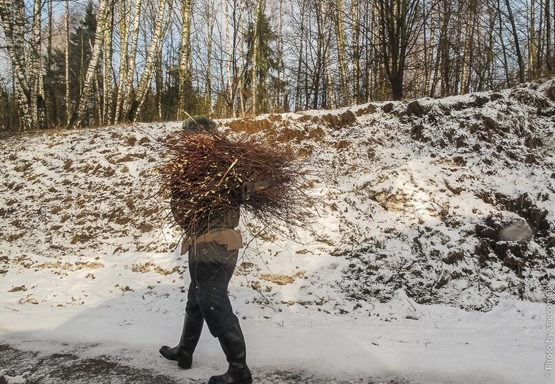 Хворост в лесу картинка