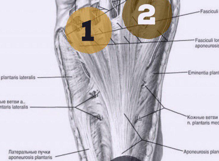 Как правильно ставить стопу во время бега?