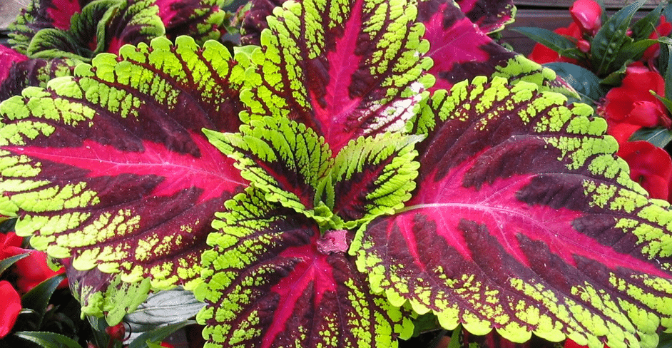 Колеуса форсколии (мята тропическая) 