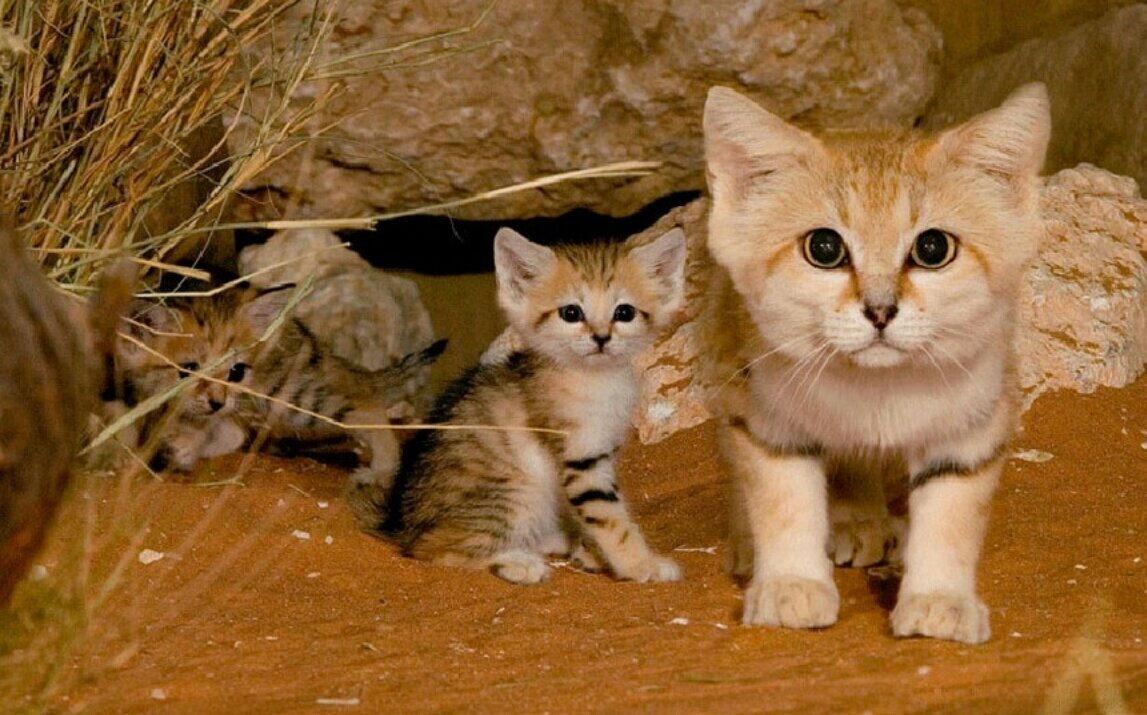 Кошки которые всегда маленькие. Барханный песчаный кот. Барханный кот гибрид. Барханный кот котята. Барханного кота Felis Margarita.
