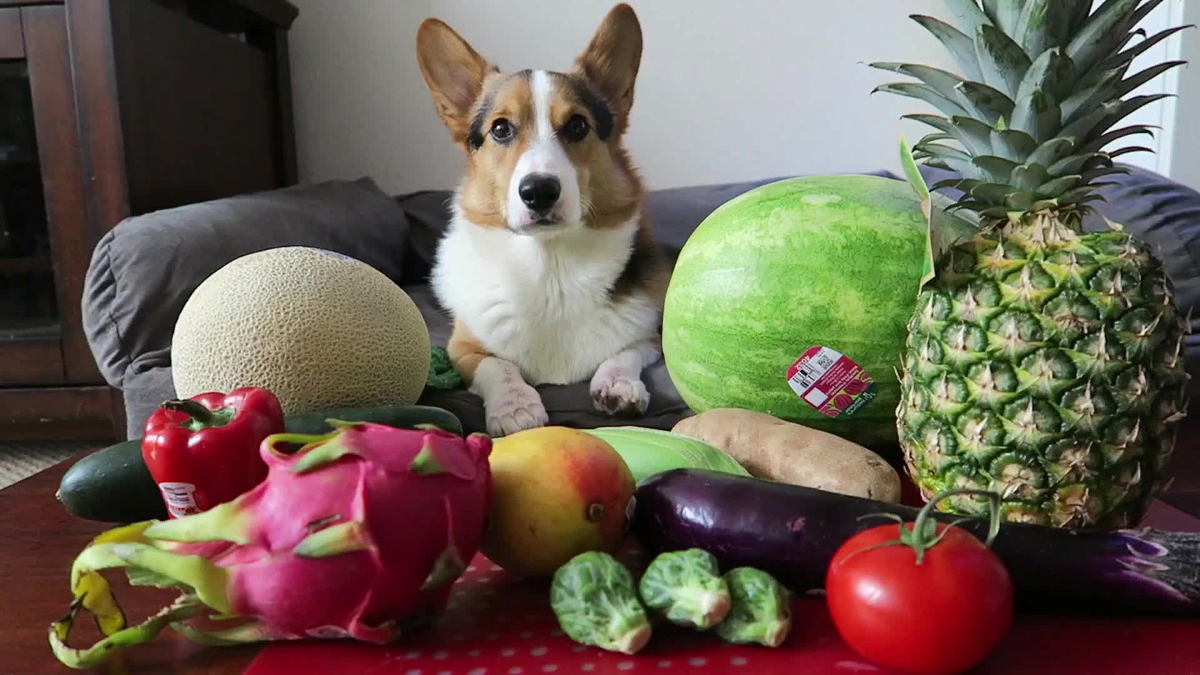 Какие фрукты и ягоды можно давать собакам и как часто. Читайте на zarobitok.ru