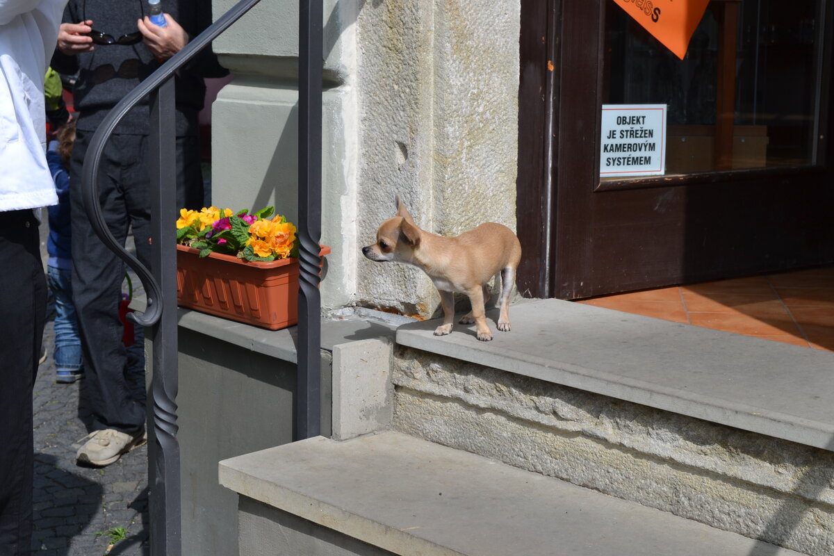 Чешка, которая живёт сама по себе