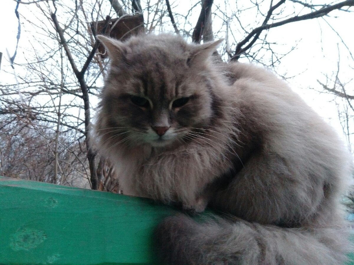 Эта кошка прекрасно себя чувствовала даже зимой на улице