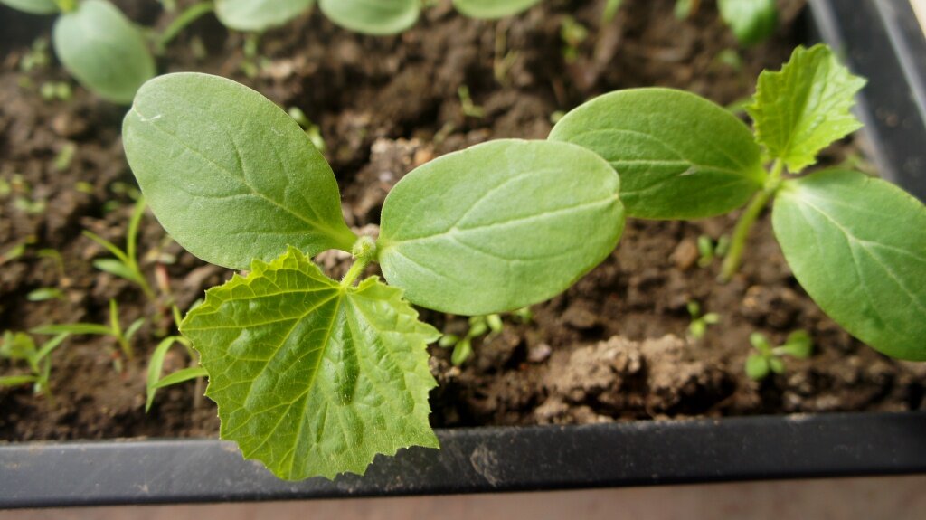 Рассада огурцов (фото автора)