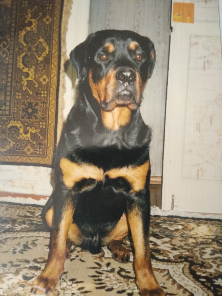 Таких собак помнят всю жизнь
