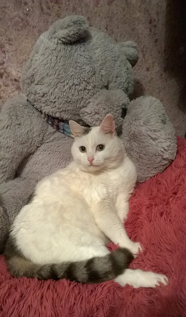 Самый лучший в мире кот