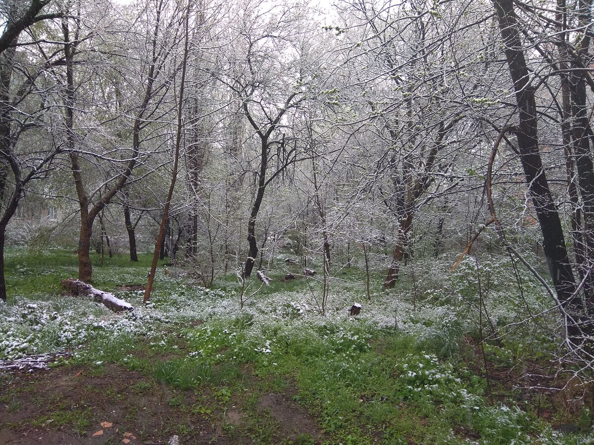Мокрый снег в середине апреля
